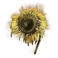 Golden Sunflower